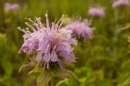 A Bermagot flower. (Image via Pexels/ Tom Fisk)